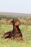 DOBERMANN 452